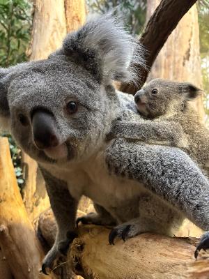 Koalajungtier sucht einen Namen